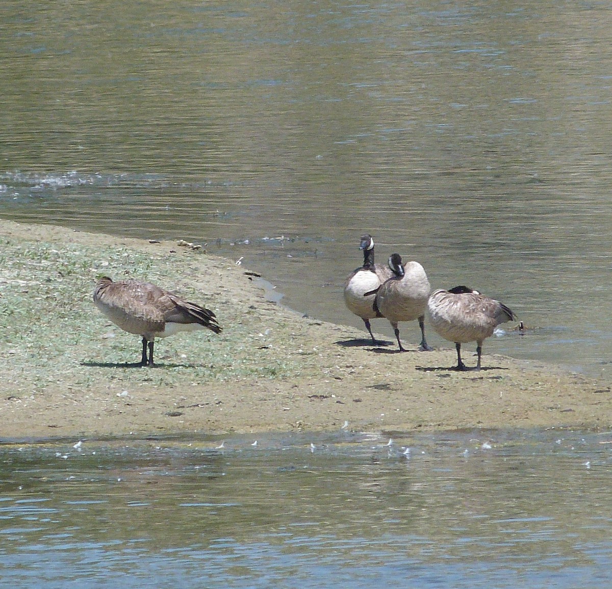 berneška velká - ML639689165