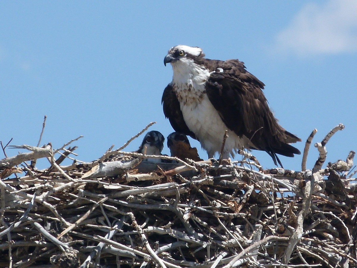 orlovec říční - ML639689173