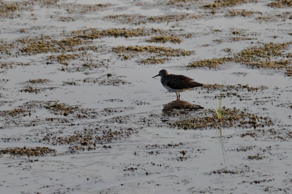 Solitary Sandpiper - ML639689175