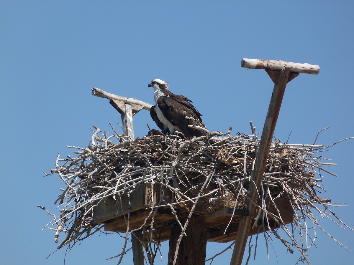 orlovec říční - ML639689177