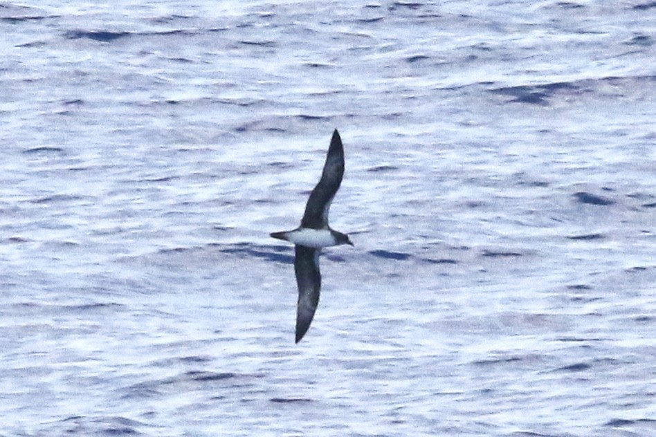 Pétrel de Trindade - ML639689178