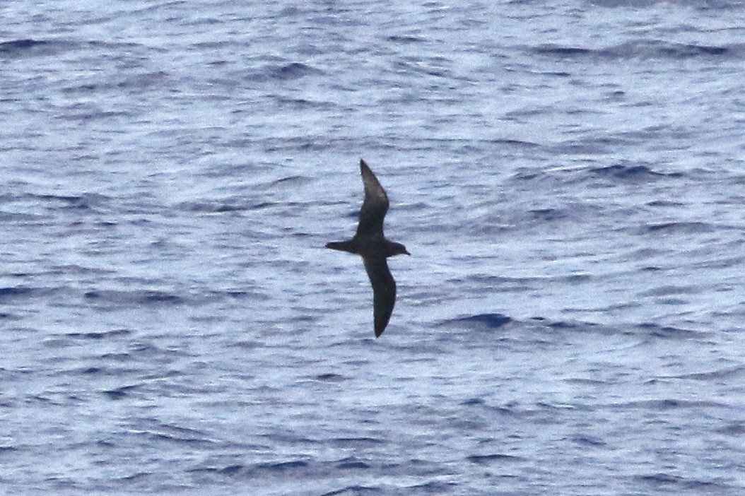 Pétrel de Trindade - ML639689179