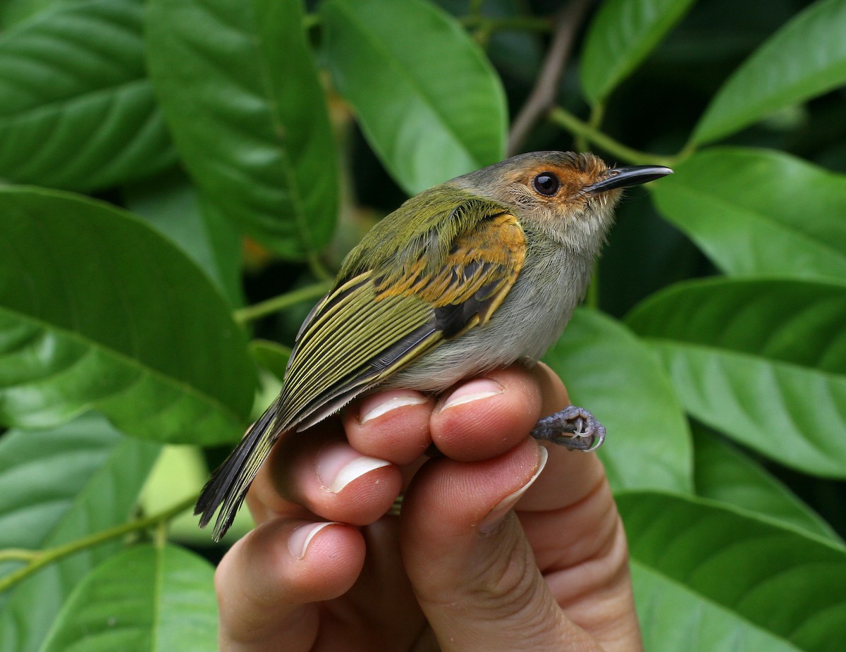 Rusty-fronted Tody-Flycatcher - ML639689180