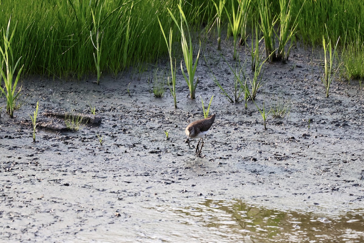 Solitary Sandpiper - ML639689199
