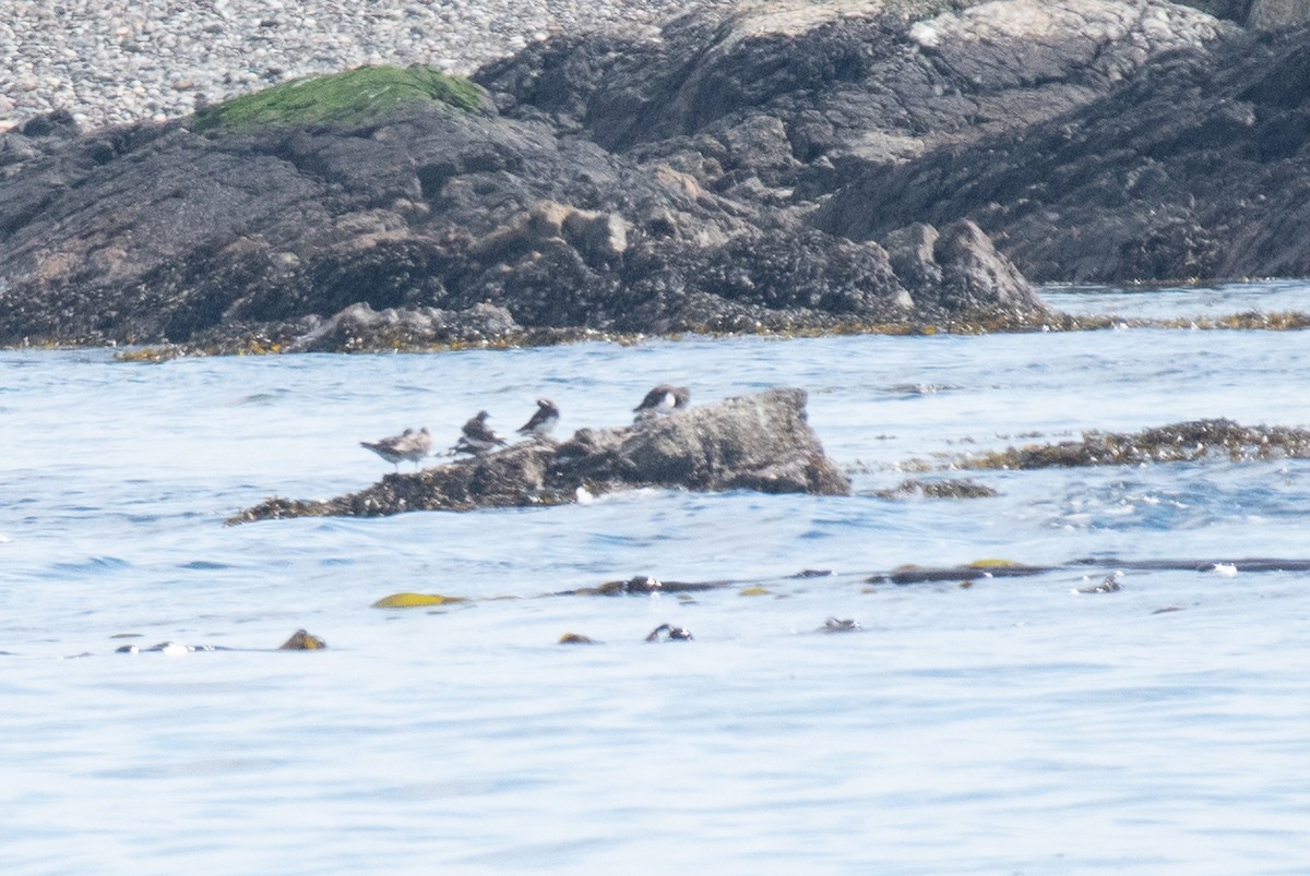 Black Turnstone - ML639689259