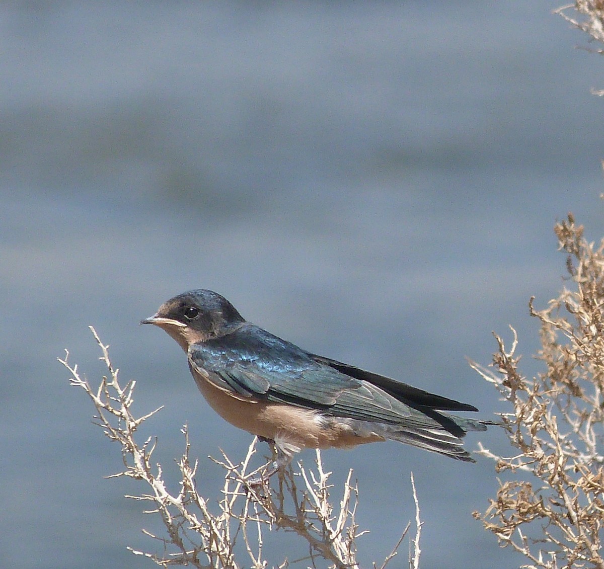 vlaštovka obecná - ML639689260