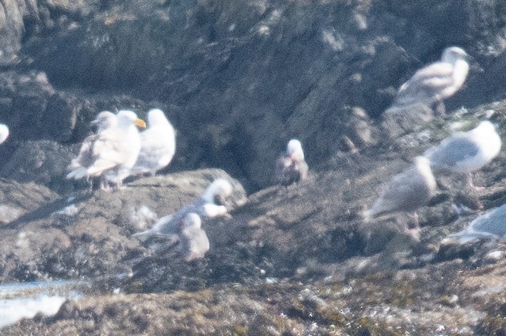 Heermann's Gull - ML639689318