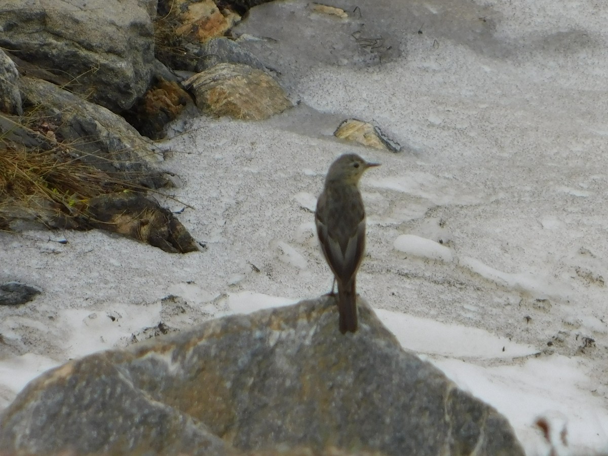 American Pipit - ML639689320