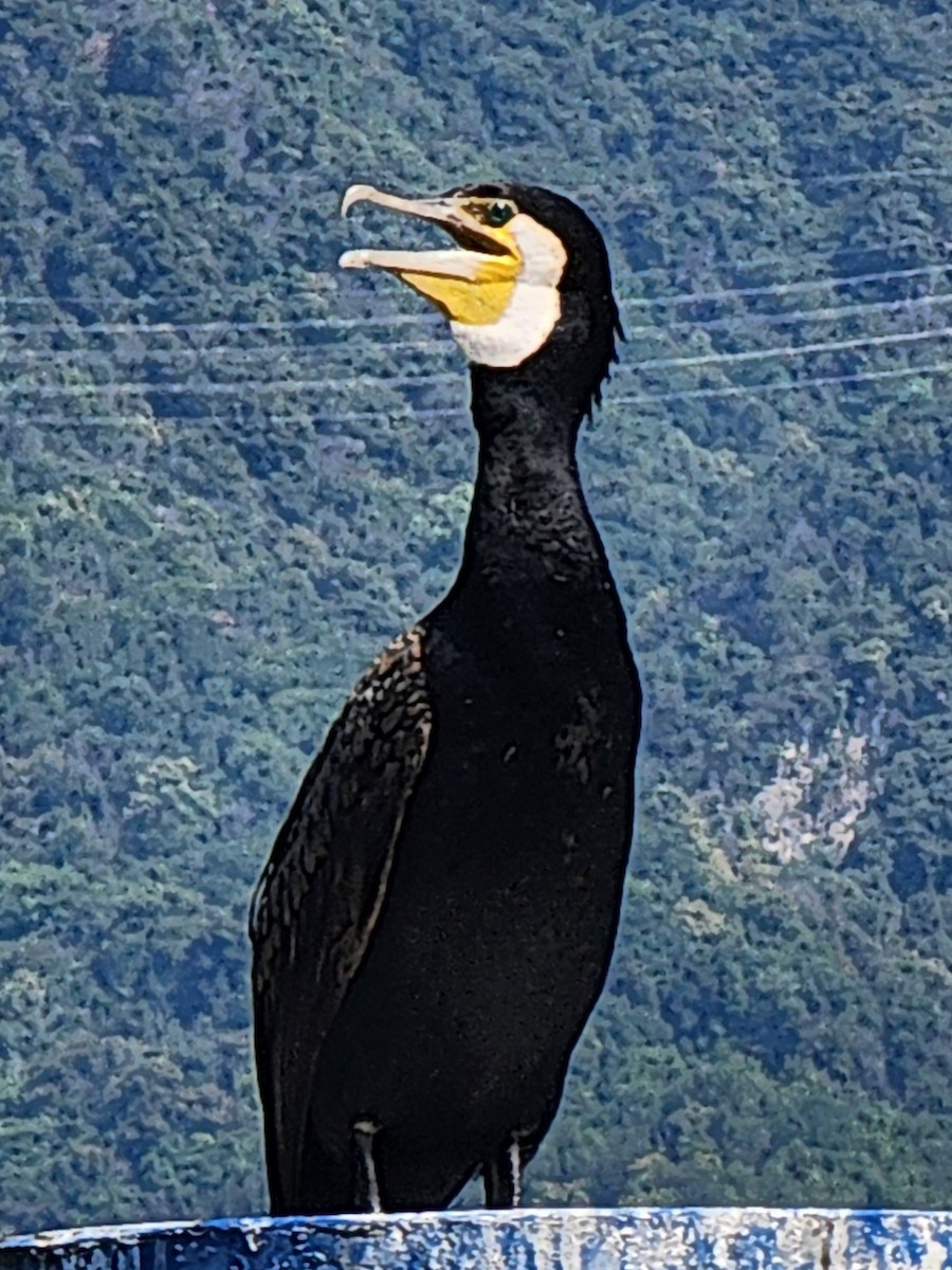 Great Cormorant - ML639689347