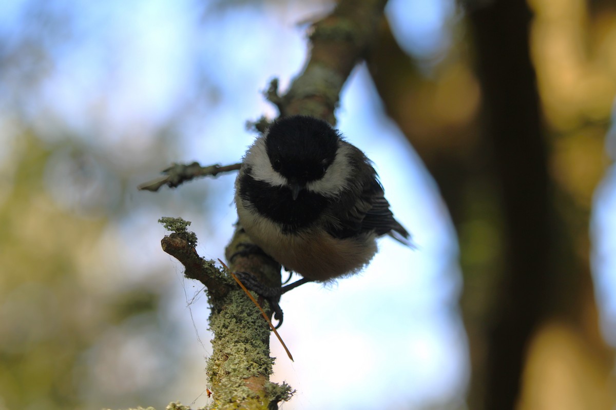 Black-capped Chickadee - ML639689382
