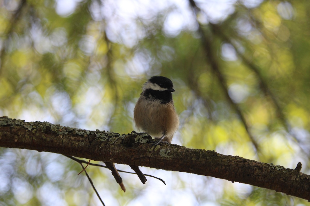 Black-capped Chickadee - ML639689383