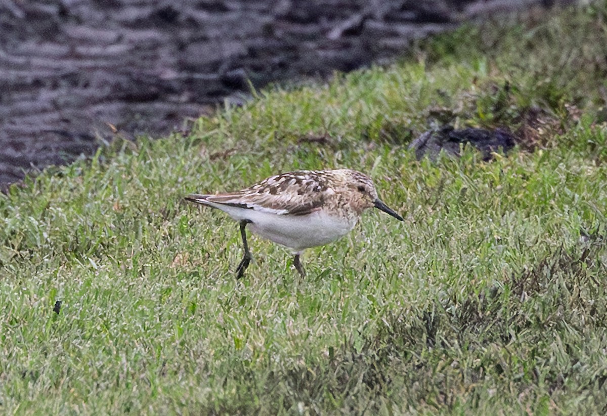 Sanderling - ML639689444