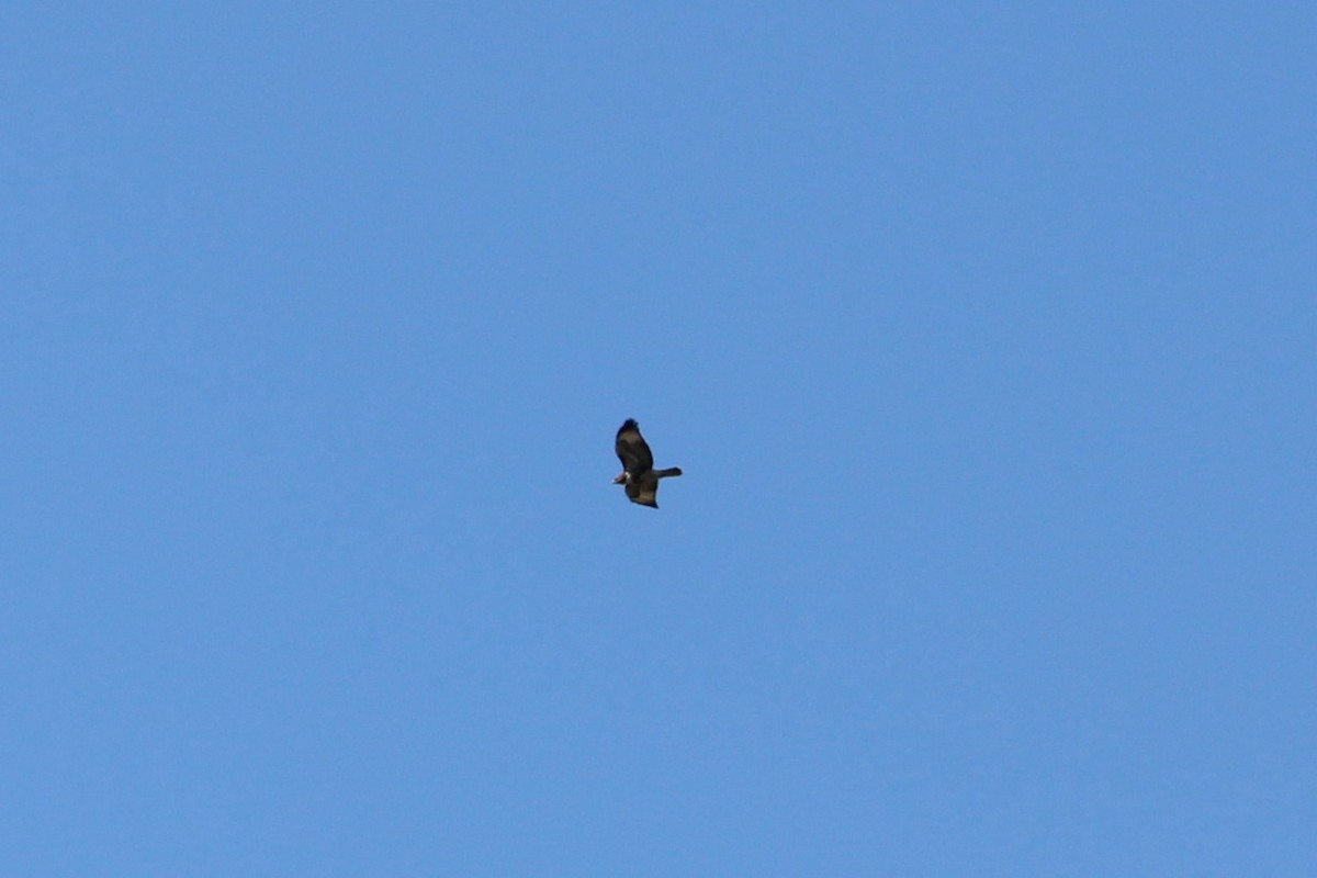 Red-tailed Hawk - ML639689463