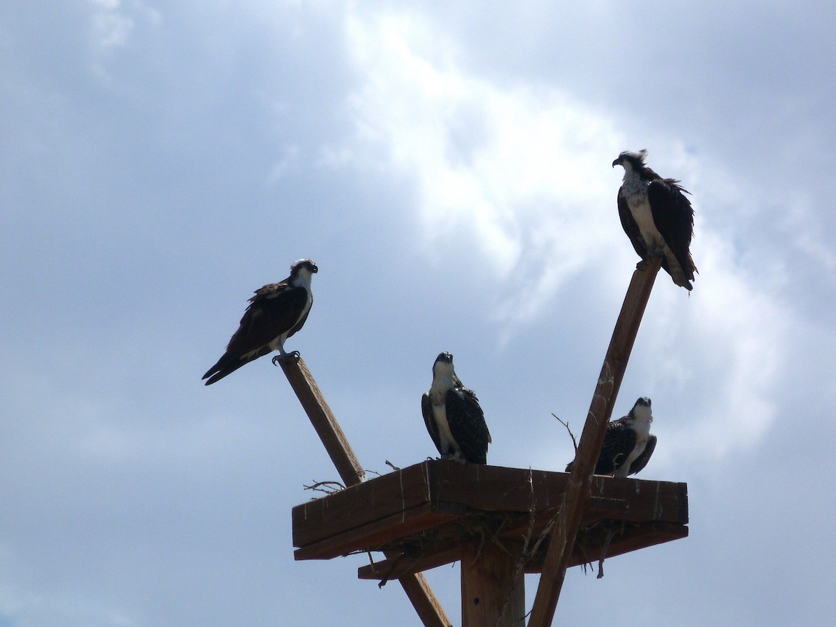 orlovec říční - ML639689514