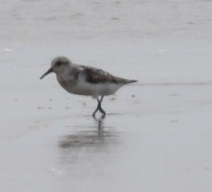 Sanderling - ML639689565