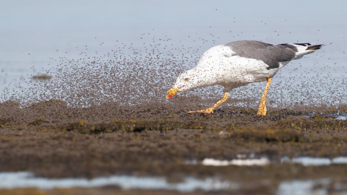 Yellow-footed Gull - ML639689569