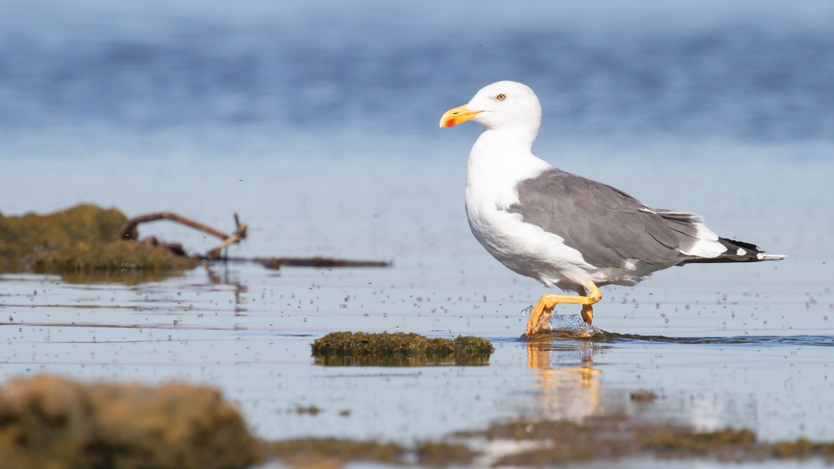 Yellow-footed Gull - ML639689572