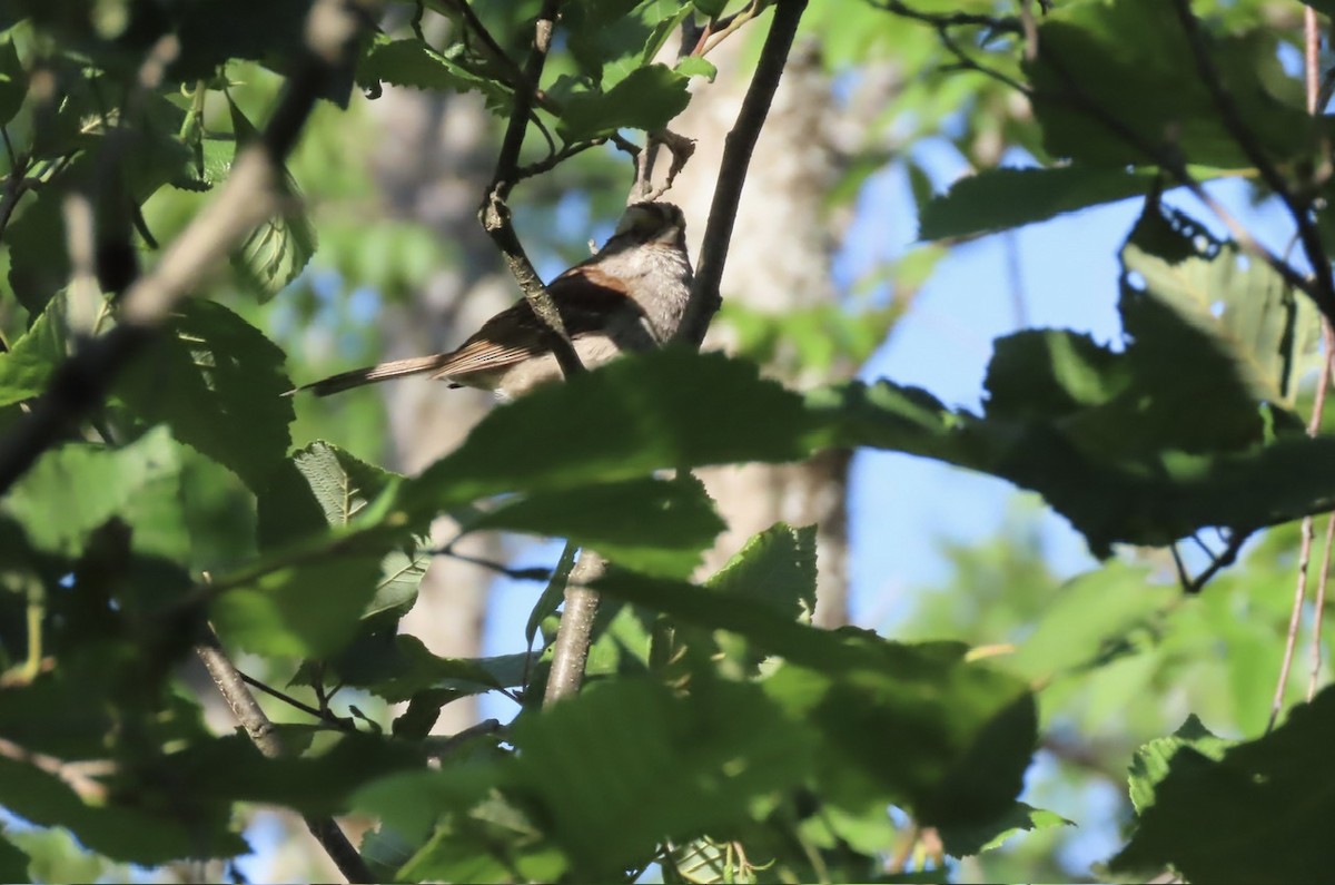 White-throated Sparrow - ML639689604