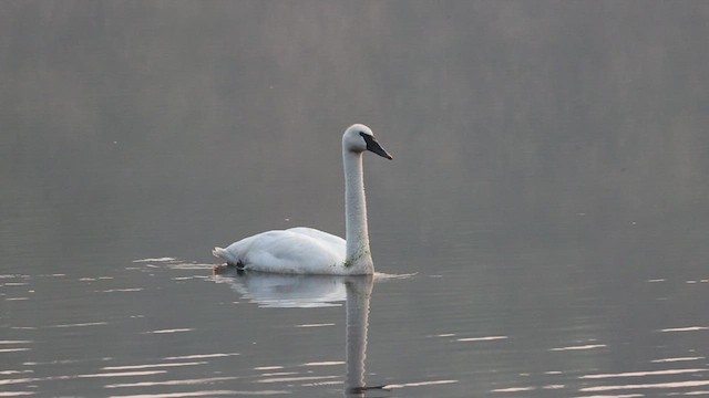 Trumpeter Swan - ML639689694