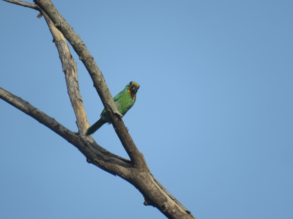 Barbu de Formose - ML639689700