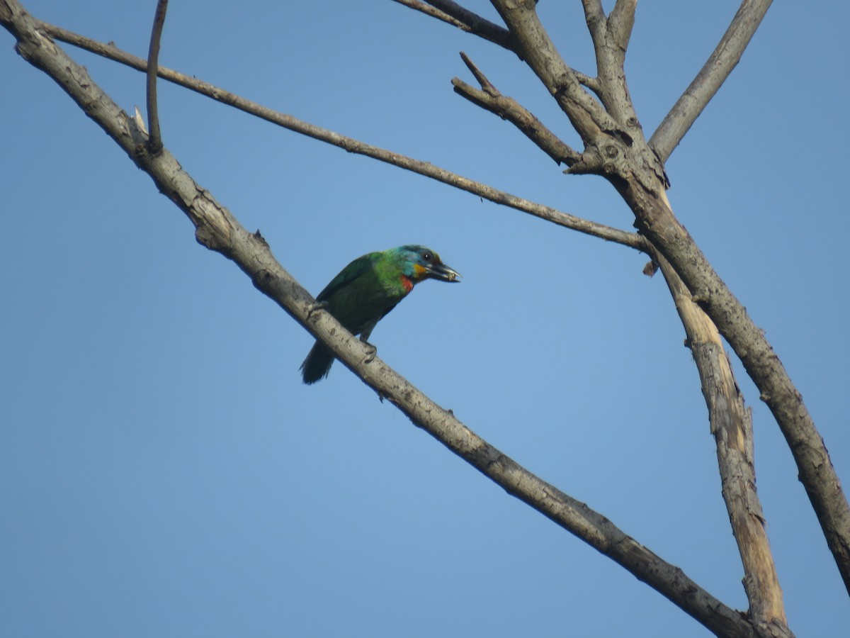 Barbu de Formose - ML639689701