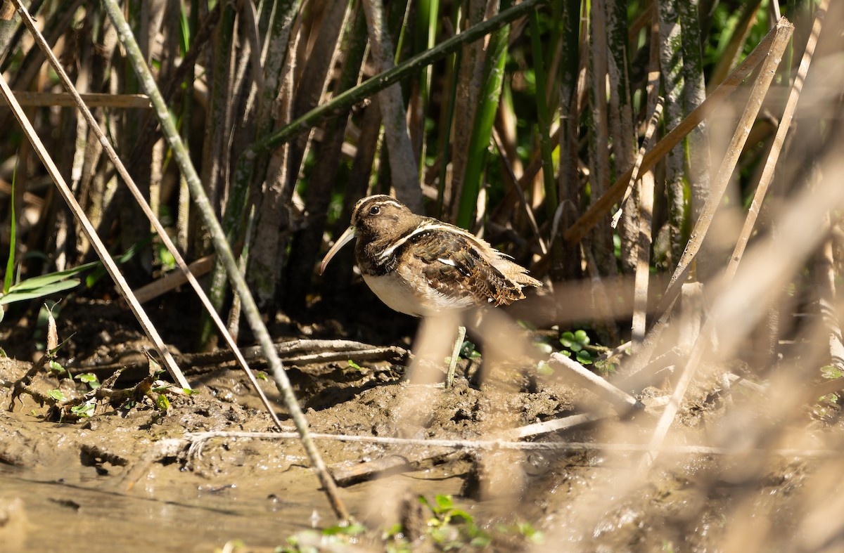 South American Painted-Snipe - ML639689709
