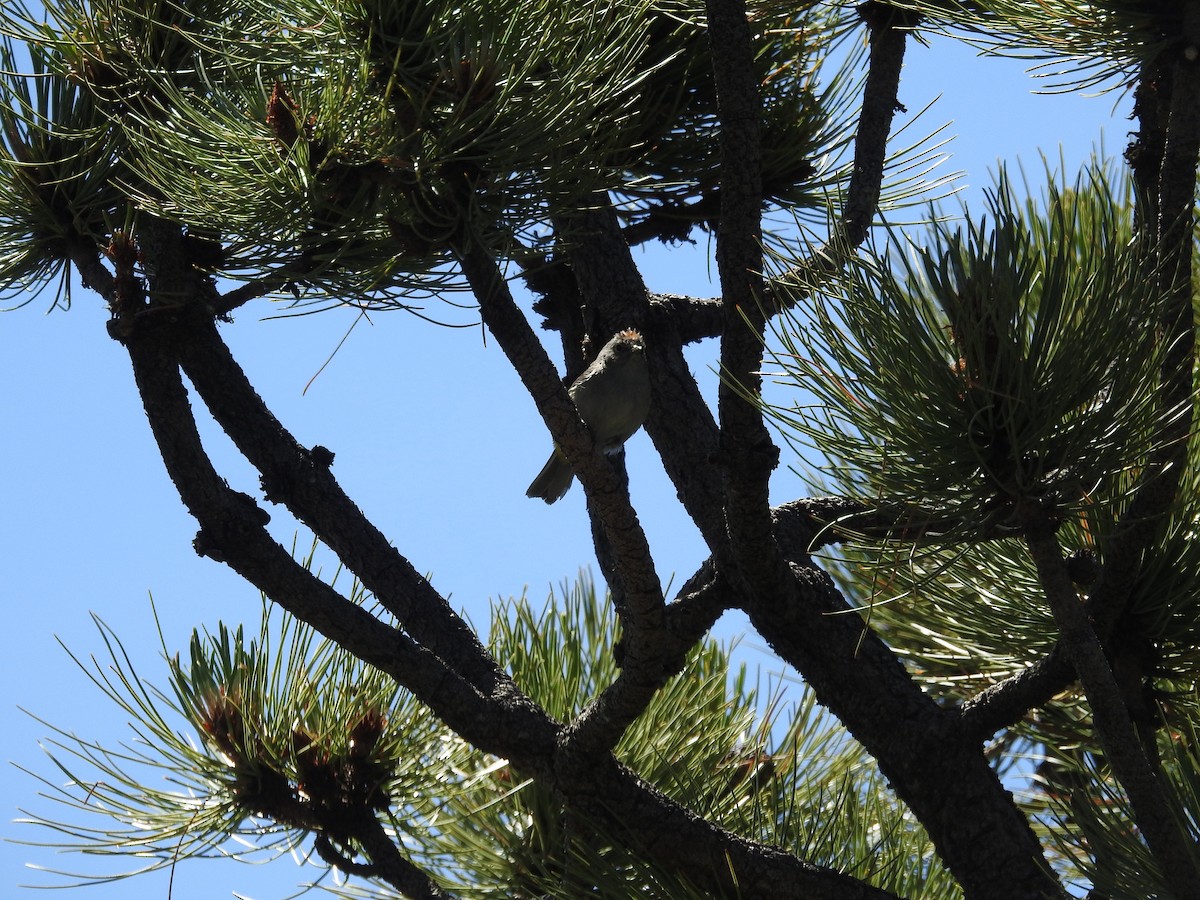 Colima Warbler - ML639689745