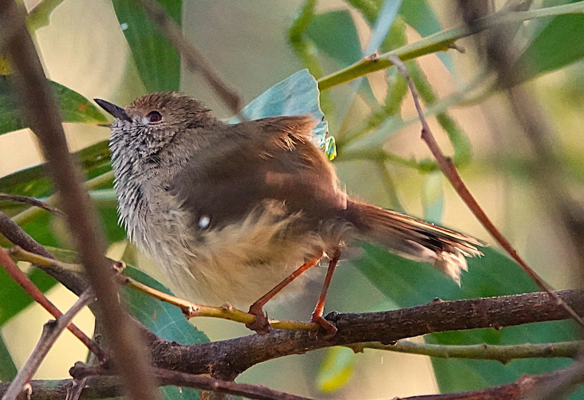 Brown Thornbill - ML639689784