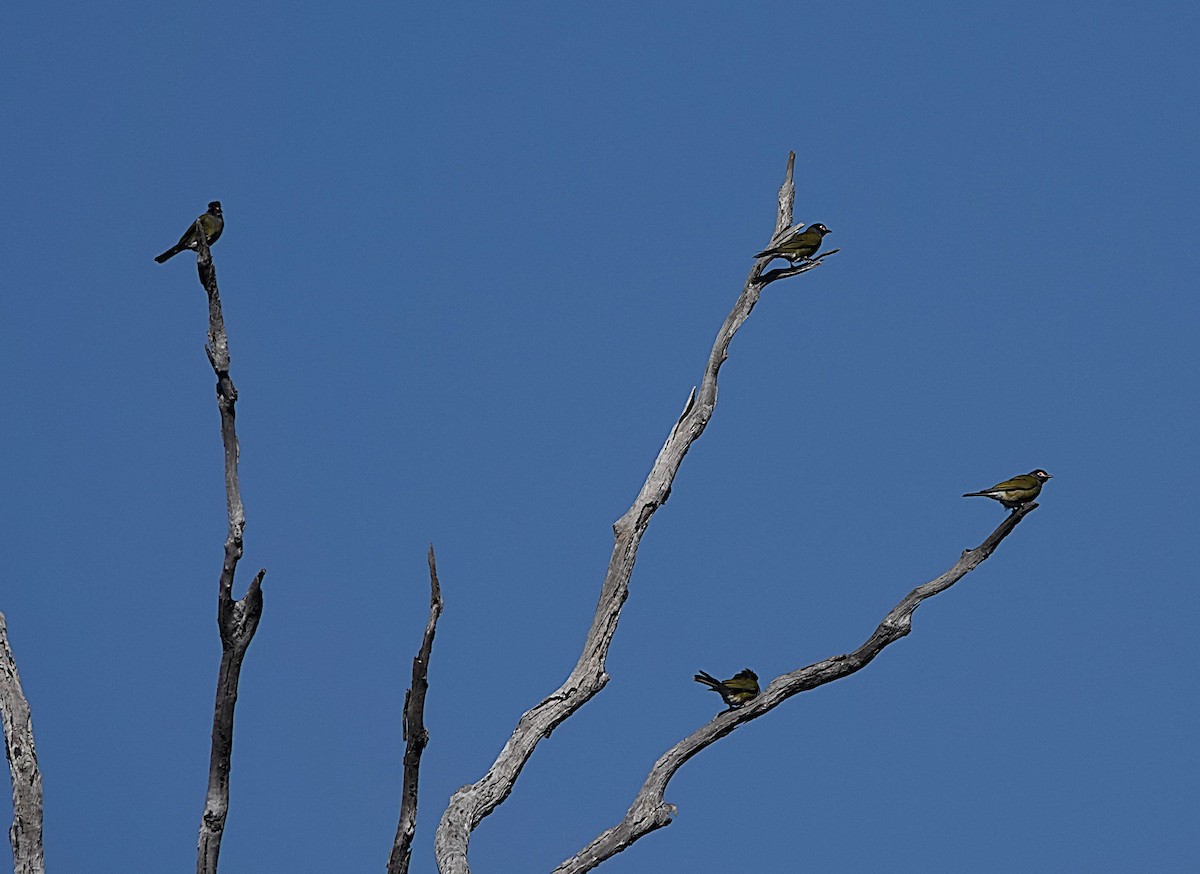 Australasian Figbird - ML639689790