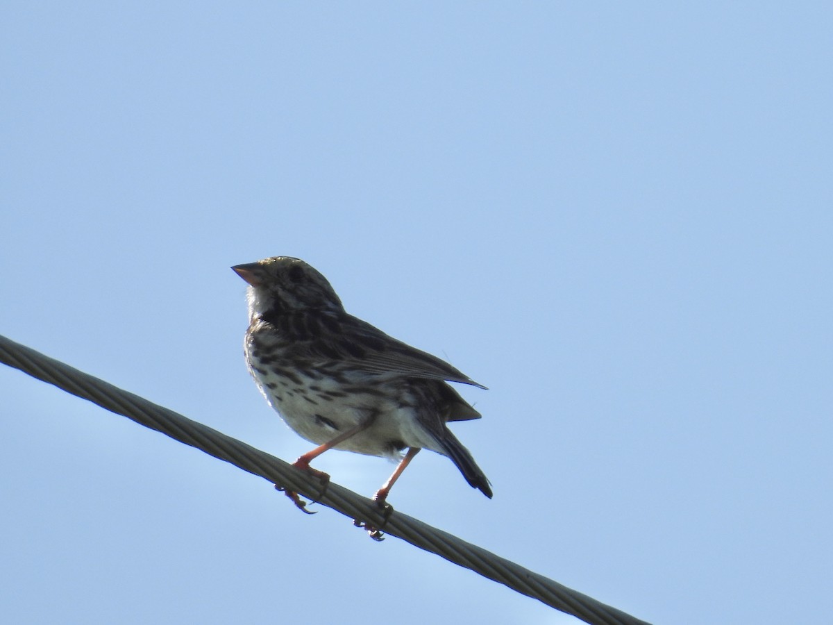 Savannah Sparrow - ML639689801
