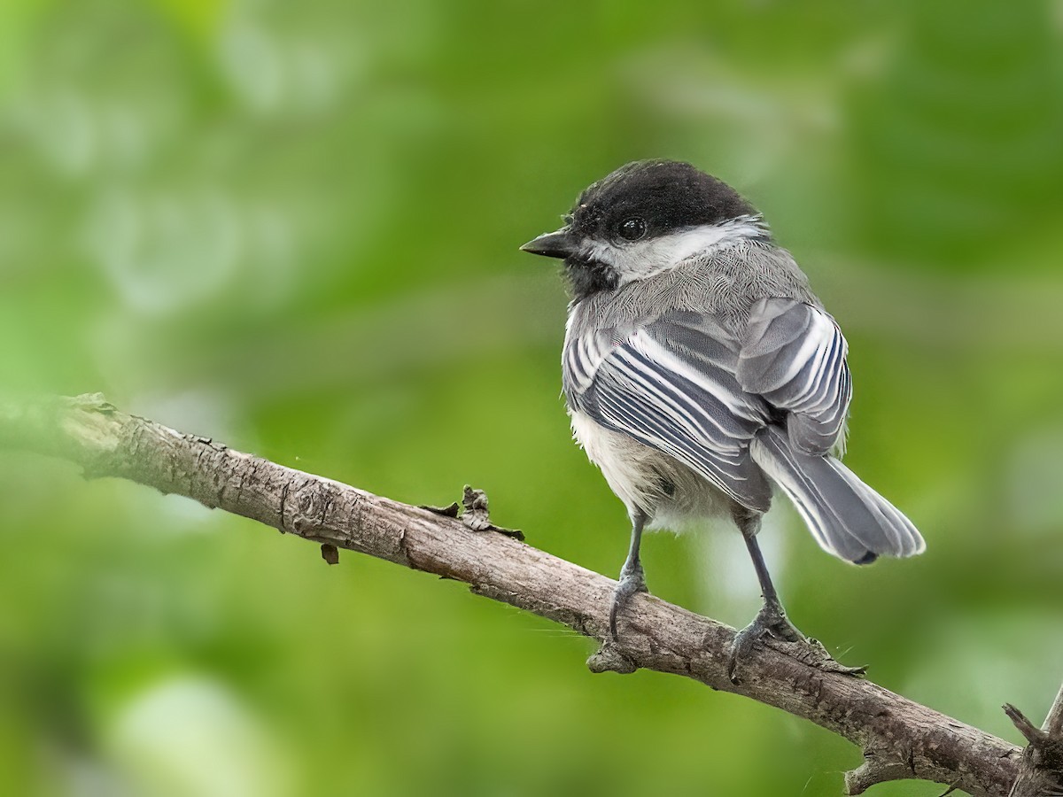 Black-capped Chickadee - ML639689802