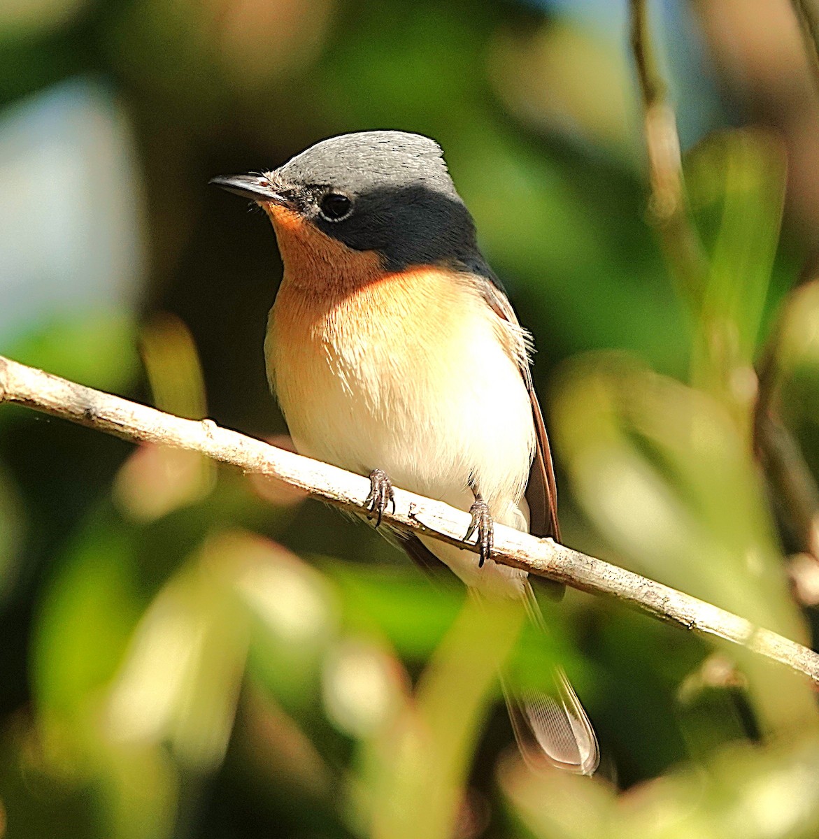 Leaden Flycatcher - ML639689805