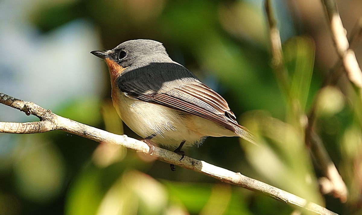 Leaden Flycatcher - ML639689818
