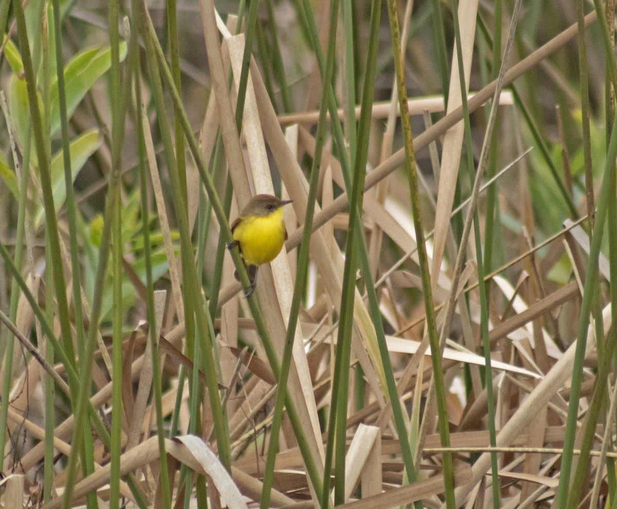 Ticking Doradito - ML639689819