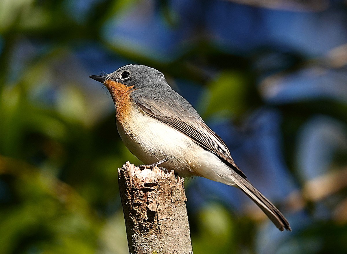 Leaden Flycatcher - ML639689821
