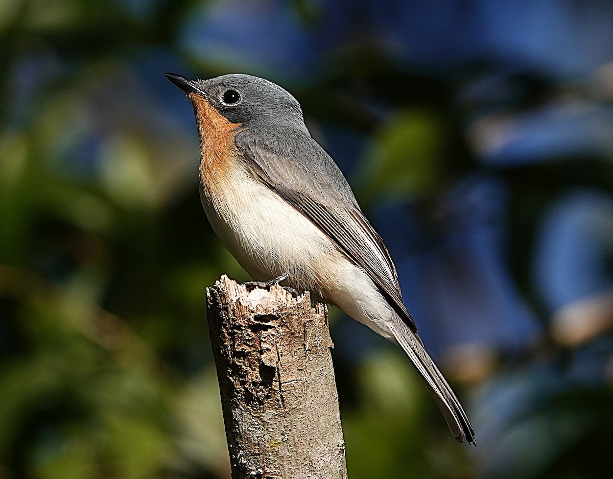 Leaden Flycatcher - ML639689823