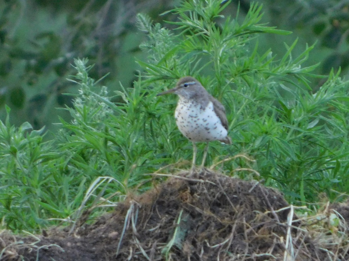 Spotted Sandpiper - ML639689855