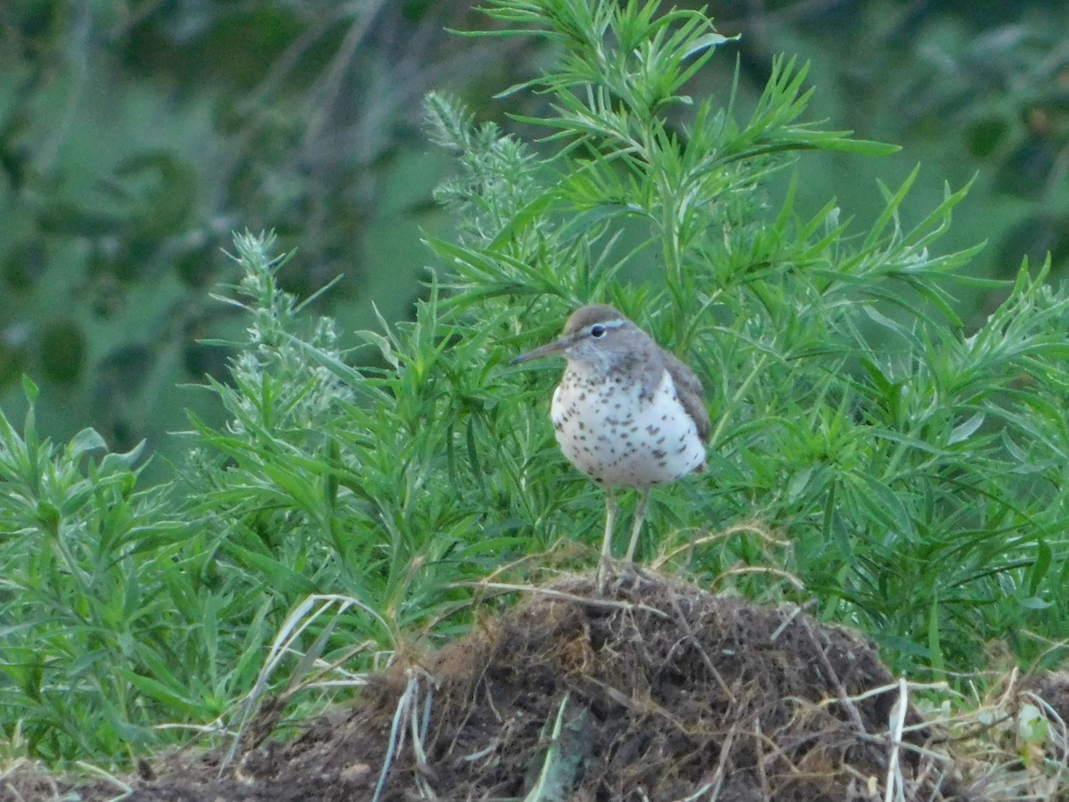 Spotted Sandpiper - ML639689863
