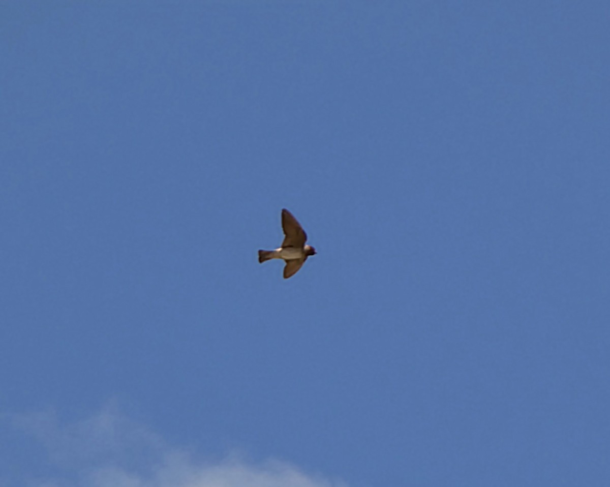 Cliff Swallow - ML639689877