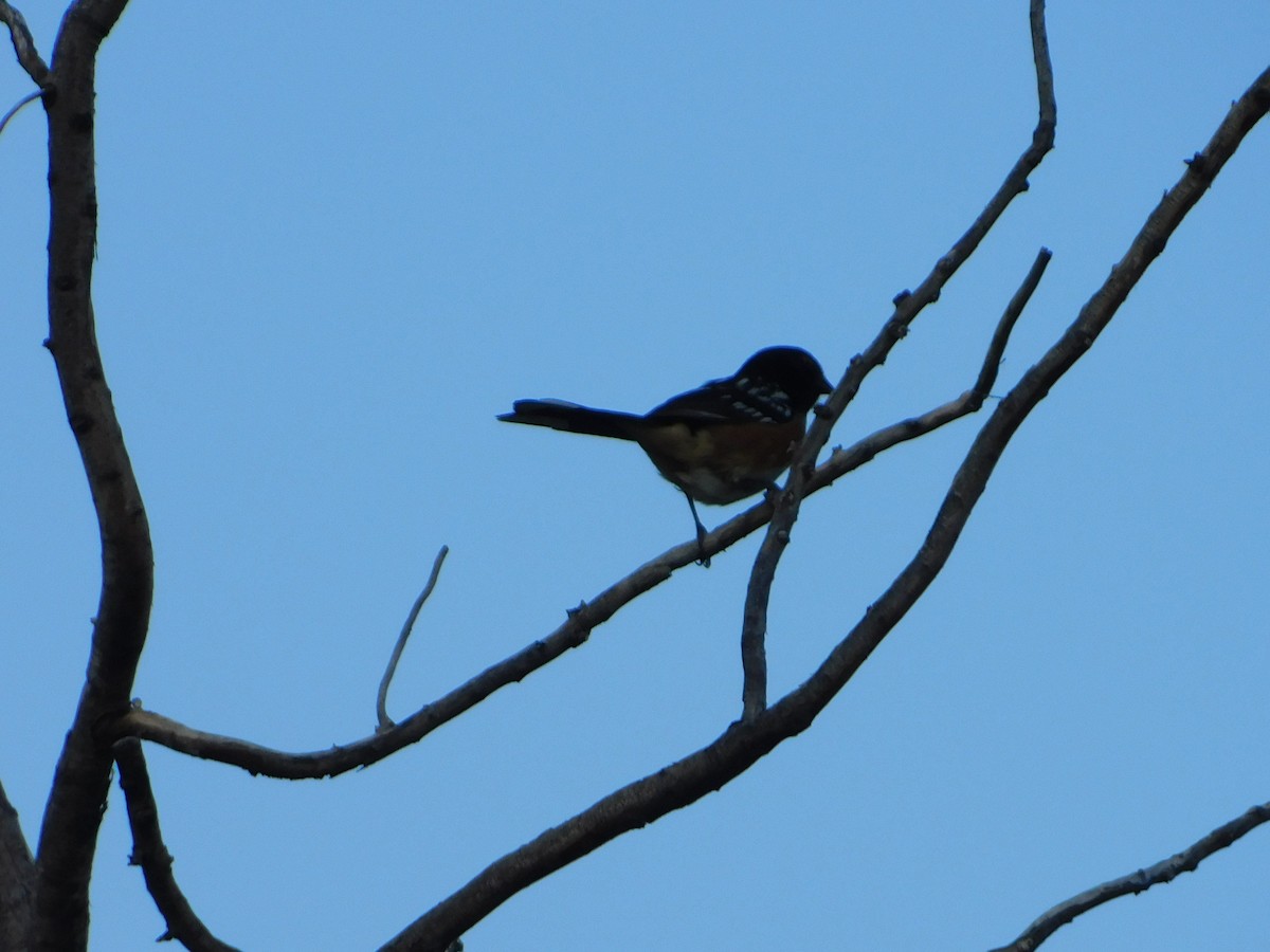 Spotted Towhee - ML639689884