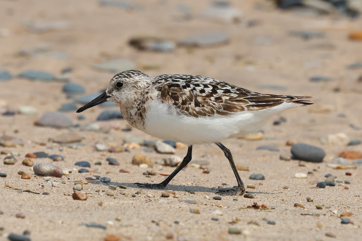 Sanderling - ML639689987