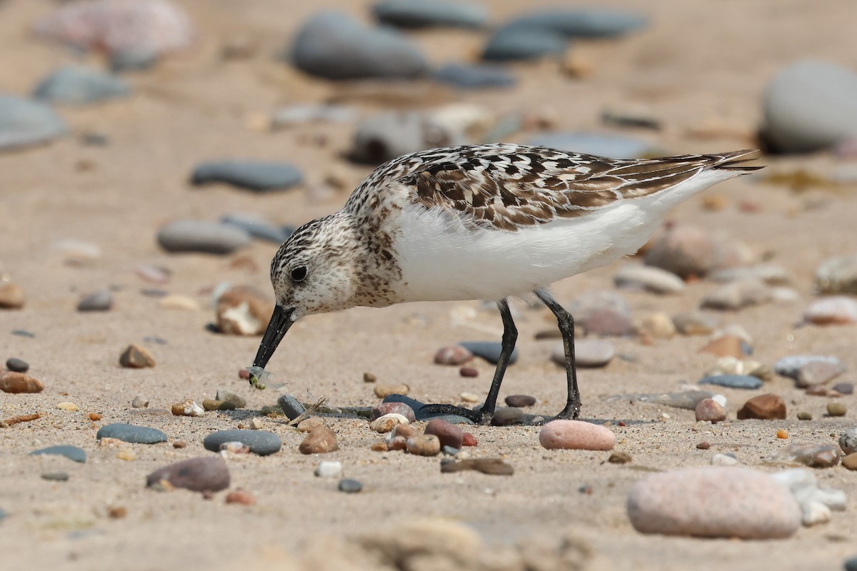 Sanderling - ML639689989