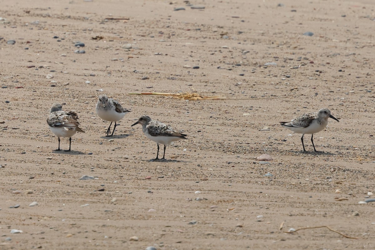 Sanderling - ML639689993