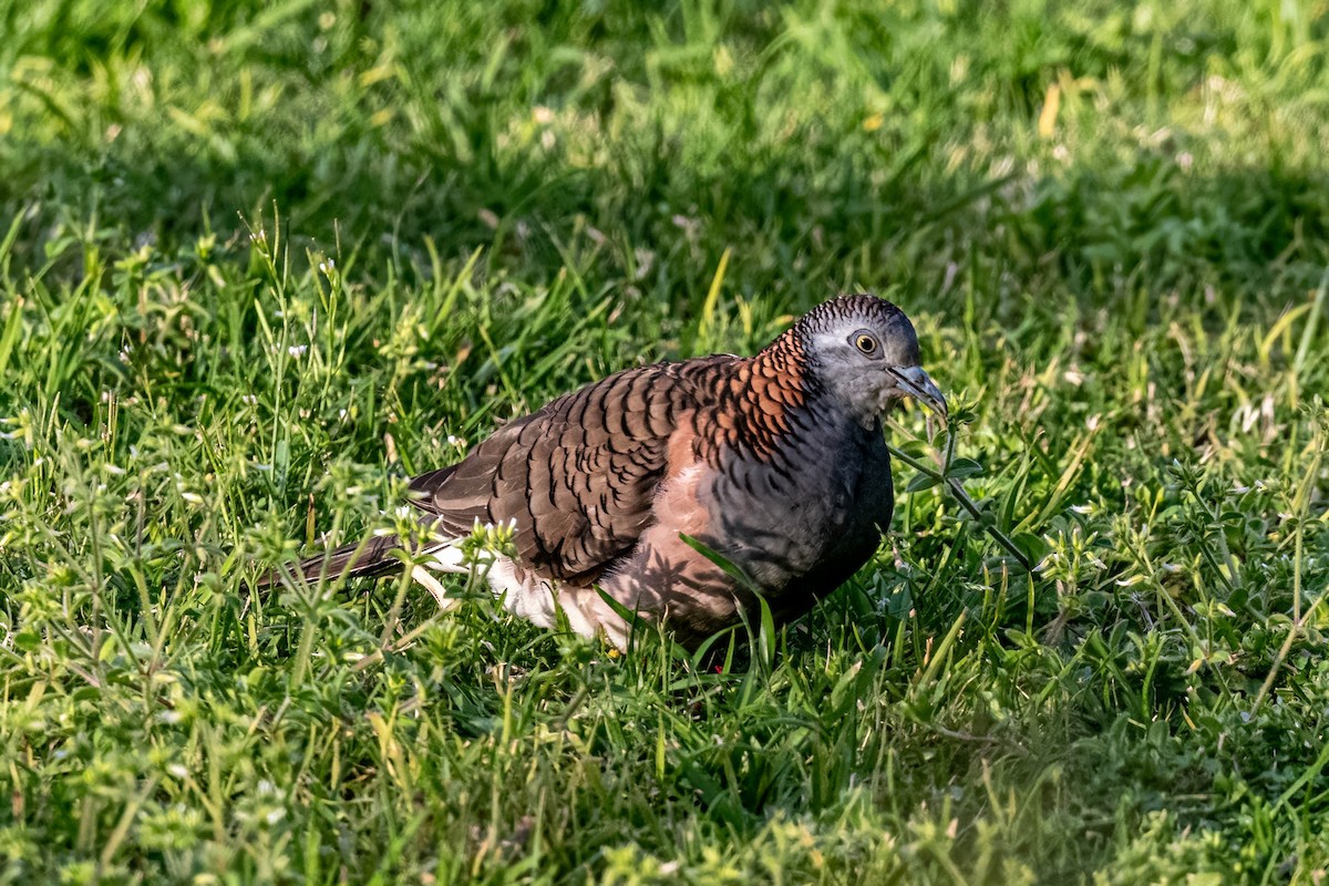 Bar-shouldered Dove - ML639690011