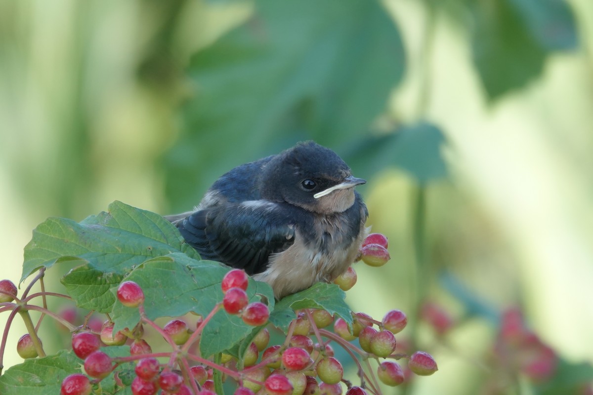 Hirondelle rustique (erythrogaster) - ML639690019