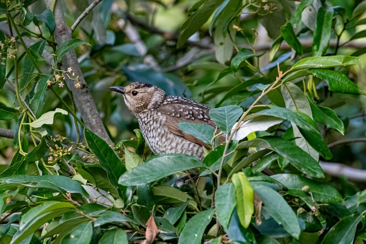 Regent Bowerbird - ML639690025