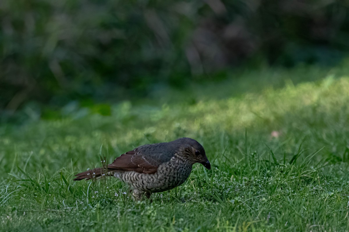 Satin Bowerbird - ML639690036