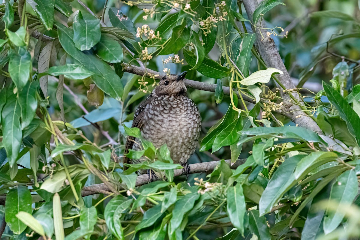 Regent Bowerbird - ML639690045