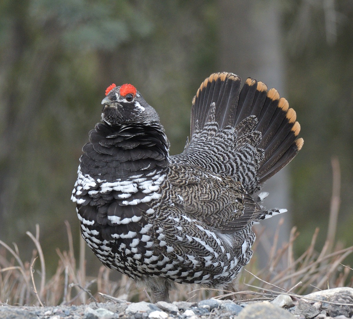Spruce Grouse (Spruce) - ML639690066
