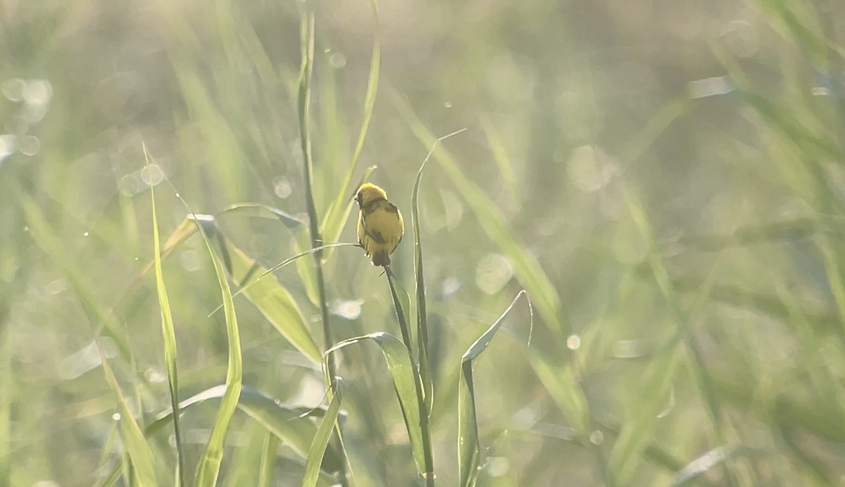 gulkronebisp - ML639690107